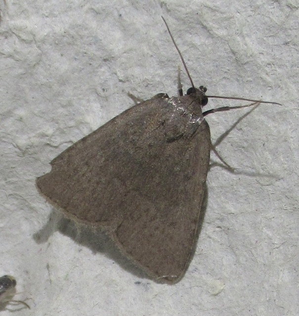 Acosmetia caliginosa - imolabagoly