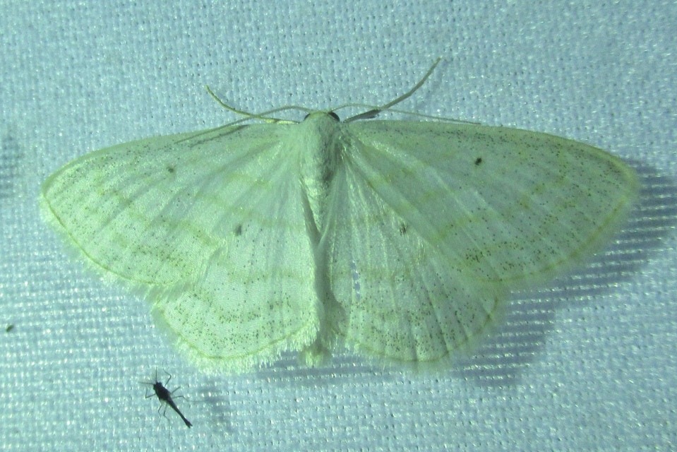 Scopula caricaria - mocsári fehéraraszoló