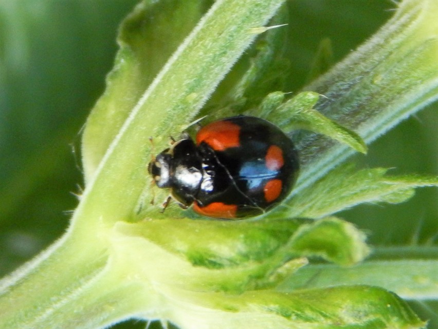 Adalia bipunctata - kétpettyes katica