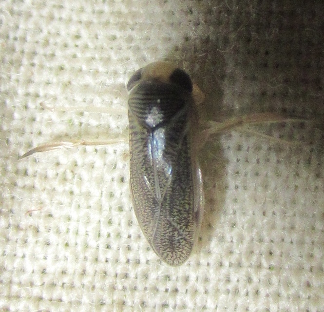 Corixidae - búvárpoloskák Corixidae - búvárpoloskák