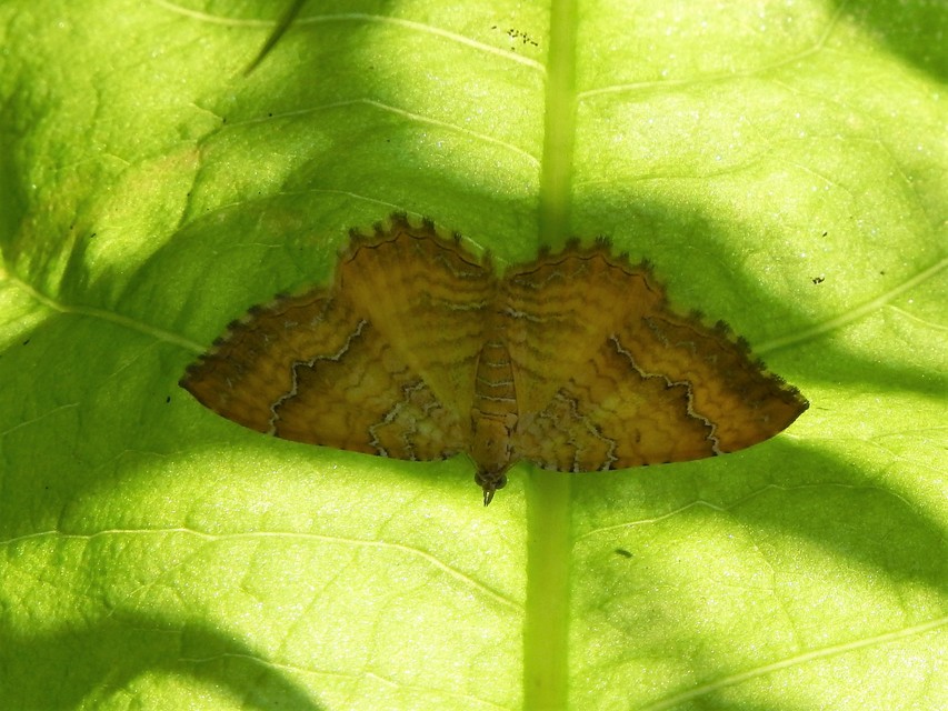 Camptogramma bilineata - kétvonalas sávosaraszoló