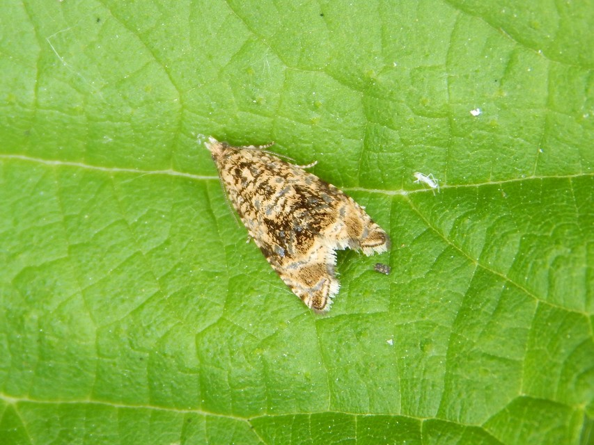 Celypha lacunana - vízparti tükrösmoly