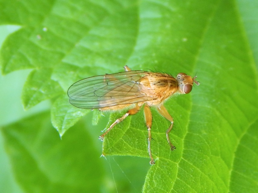 Diptera - Kétszárnyúak