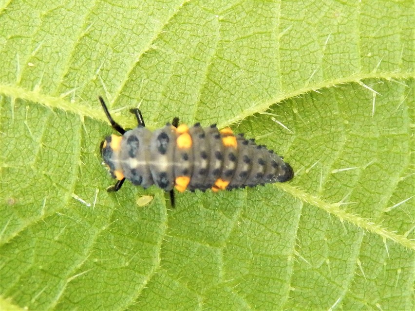 Coccinella septempunctata - hétpettyes katica