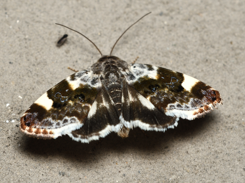 Acontia lucida - fehér nappalibagoly