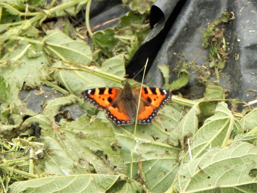 Nymphalis urticae - kis rókalepke