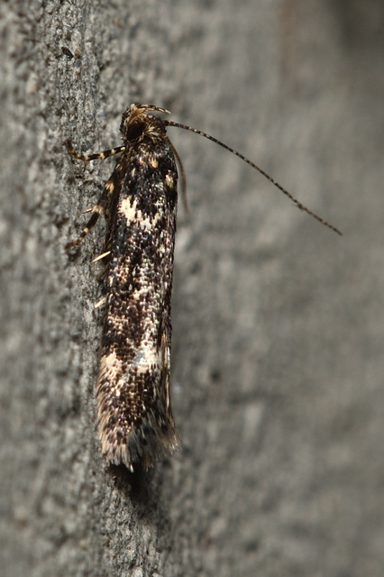 Klimeschiopsis kiningerella - sárgaképű sarlósmoly