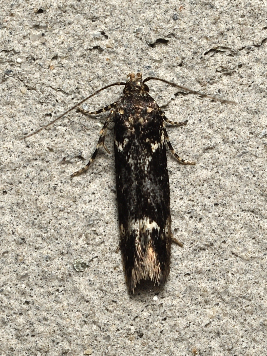 Klimeschiopsis kiningerella - sárgaképű sarlósmoly