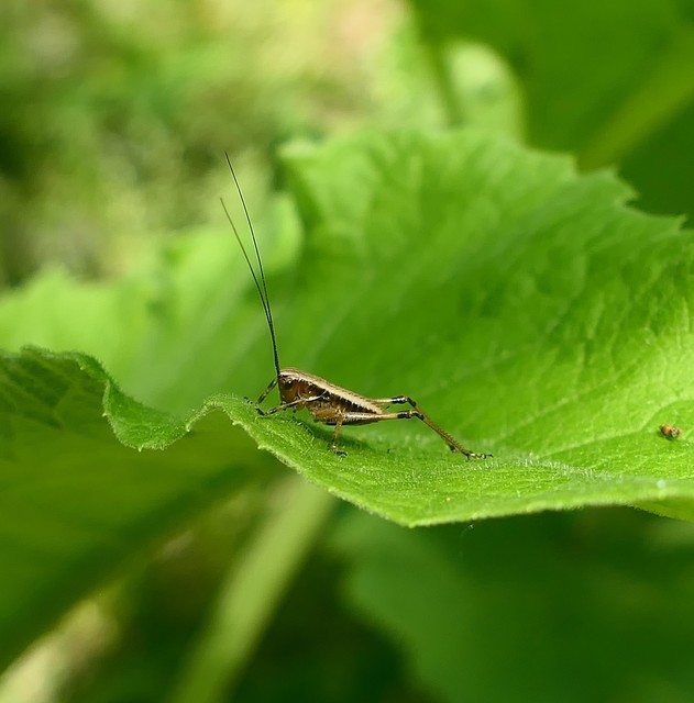 Pholidoptera griseoaptera - szürke avarszöcske
