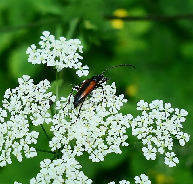 Stenurella melanura - feketevégű karcsúcincér