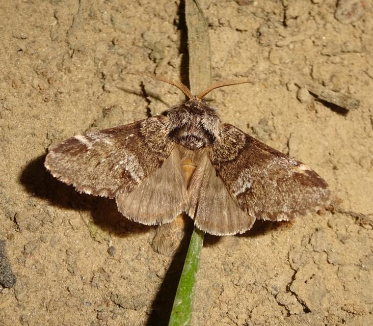 Drymonia dodonea - bélyeges púposszövő