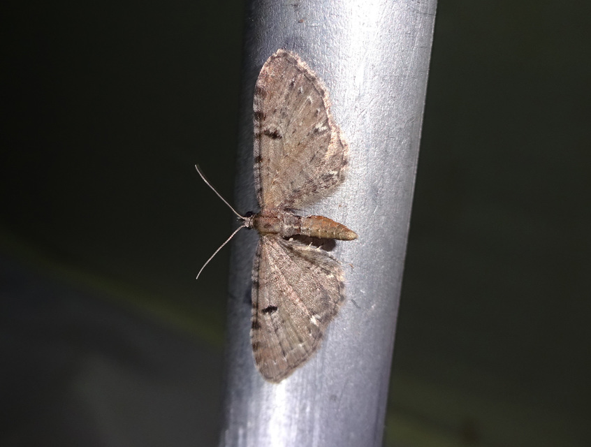 Eupithecia assimilata - komló-törpearaszoló
