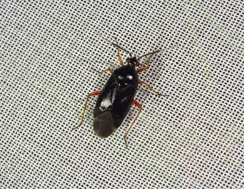 Deraeocoris ventralis