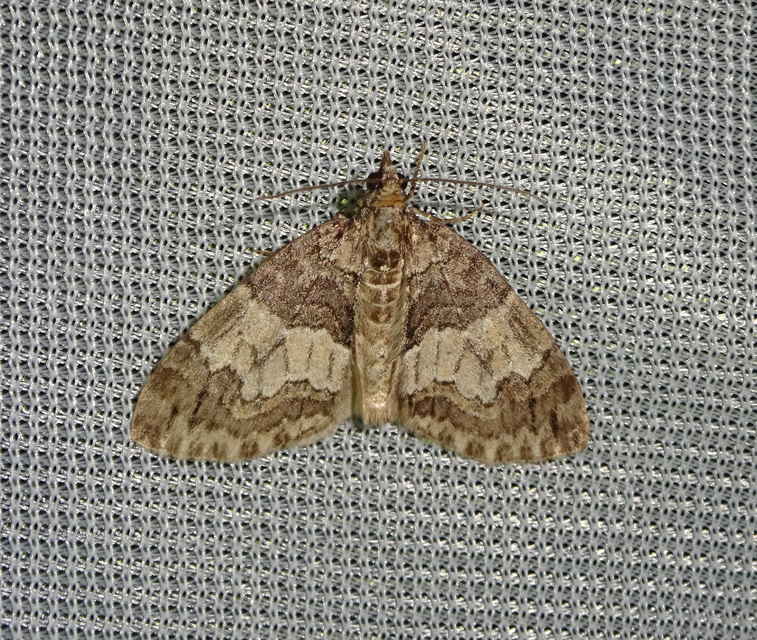 Hydriomena impluviata - égerfa-araszoló