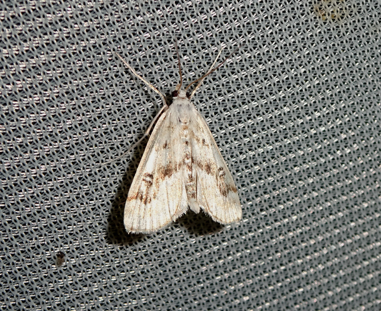 Parapoynx stratiotata - közönséges vízimoly