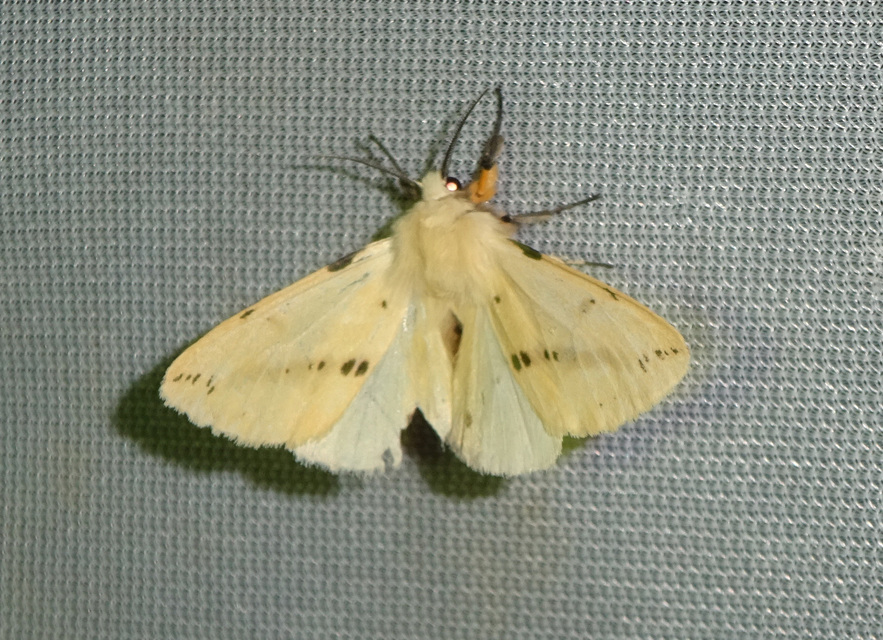 Spilarctia lutea - sárgás medvelepke
