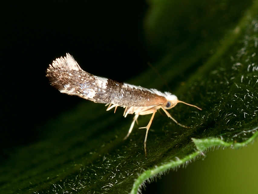 Argyresthia