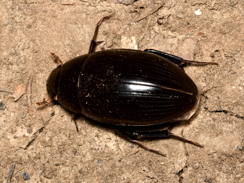 Hydrophilus piceus - közönséges óriáscsibor