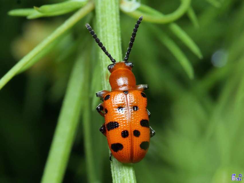 Crioceris duodecimpunctata - tizenkétpontos spárgabogár