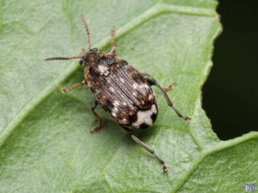 Bruchus pisorum - közönséges borsózsizsik Bruchus pisorum - közönséges borsózsizsik