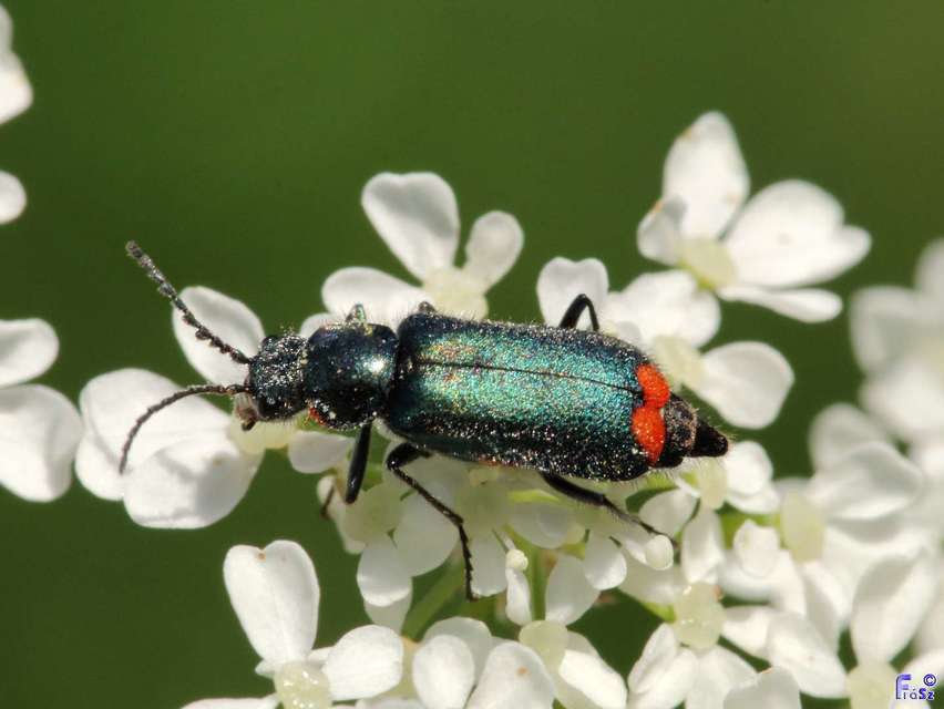 Malachius bipustulatus - kétfoltos bibircsesbogár