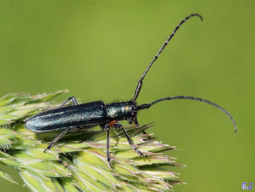 Agapanthia violacea - kék somkórócincér