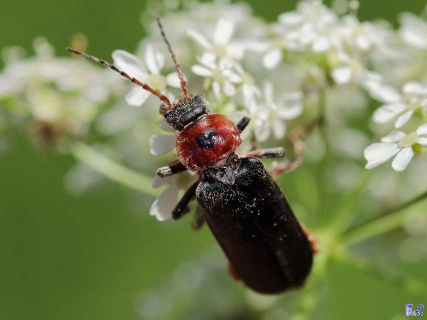 Cantharis rustica - suszterbogár