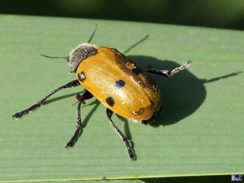 Lachnaia sexpunctata - szőrösnyakú zsákhordóbogár