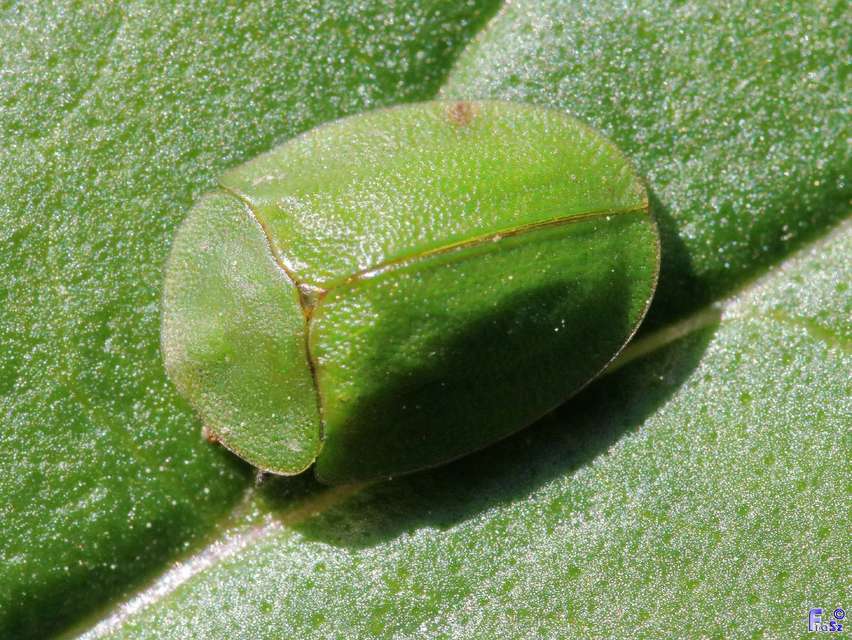 Cassida viridis - zöld pajzsbogár Cassida viridis - zöld pajzsbogár