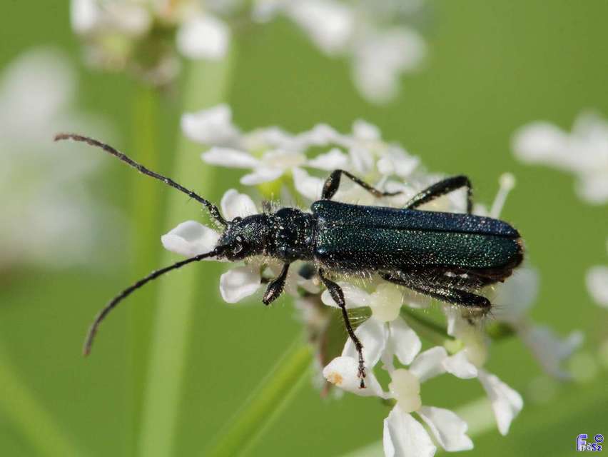 Callimus angulatus - zöld tölgycincér