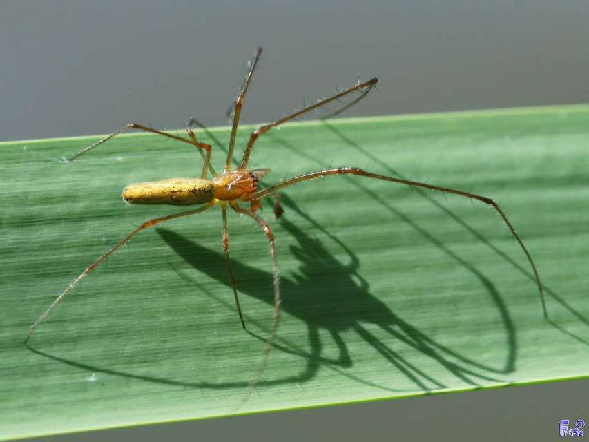 Tetragnatha