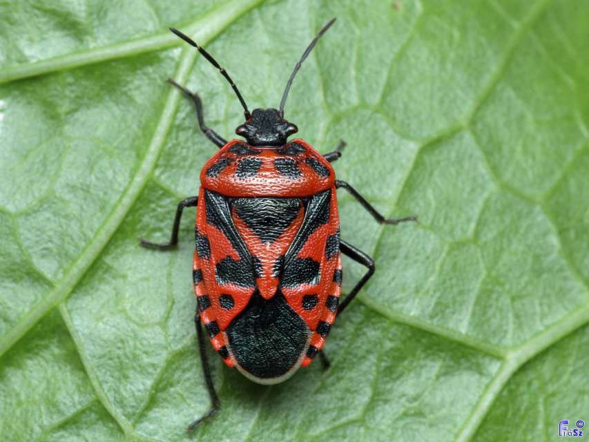 Eurydema ventralis - káposztapoloska