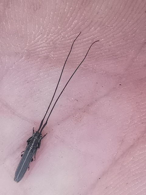 Calamobius filum - hosszúcsápú szalmacincér