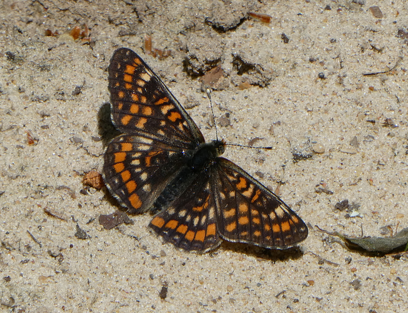 Euphydryas maturna - díszes tarkalepke