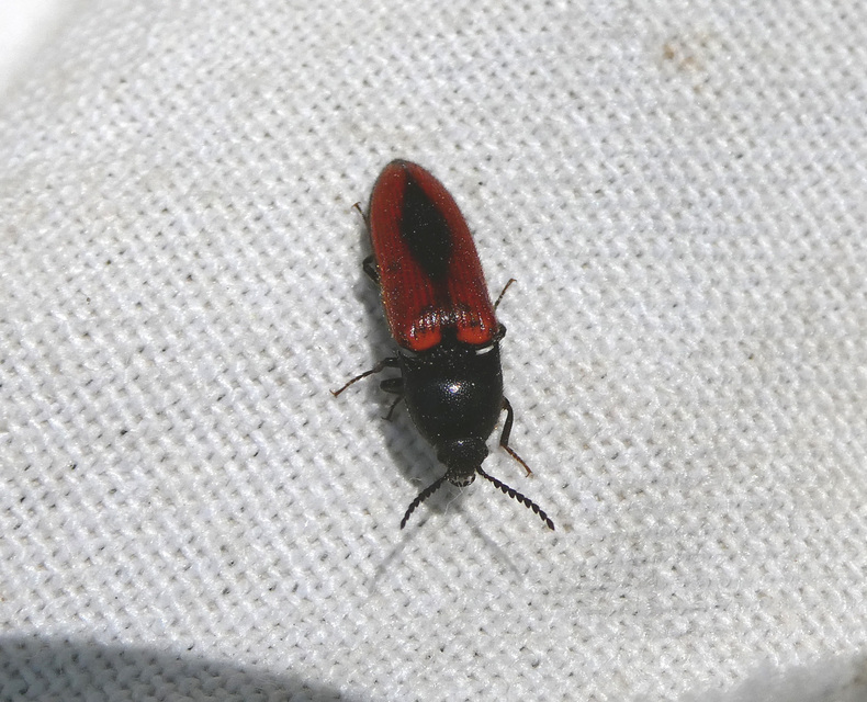 Ampedus sanguinolentus - középfoltos pattanó
