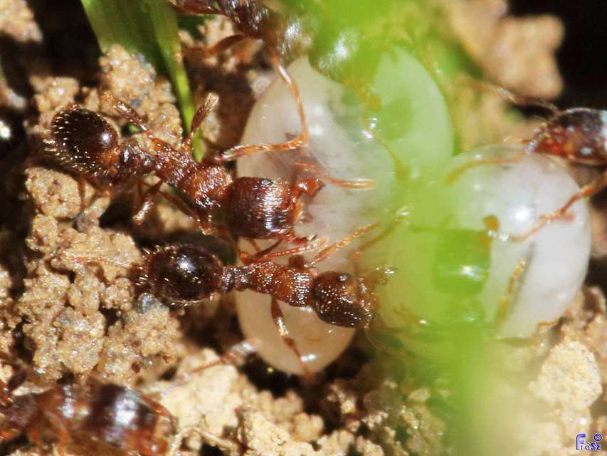 Tetramorium
