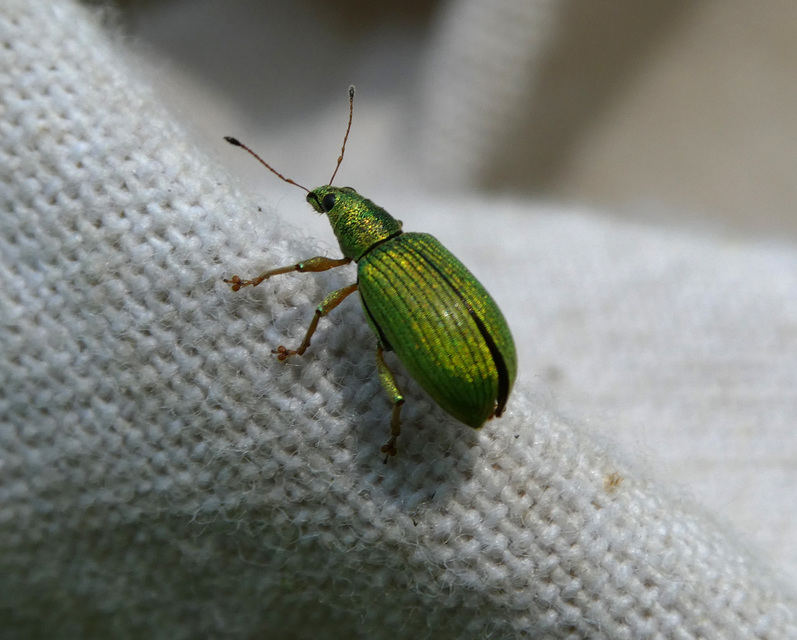 Polydrusus formosus - selymes lombormányos