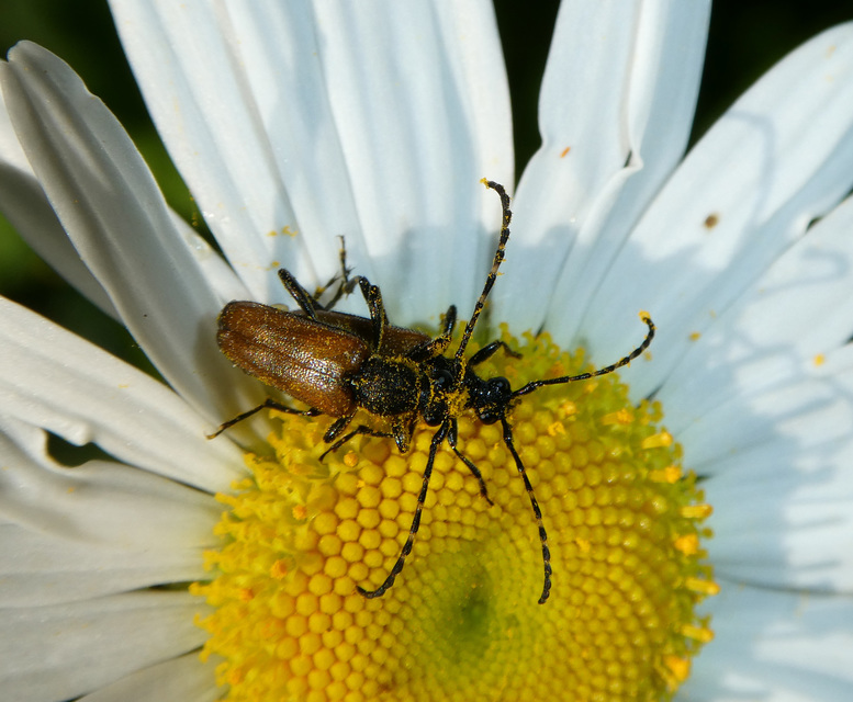 Stictoleptura maculicornis - tarkacsápú virágcincér