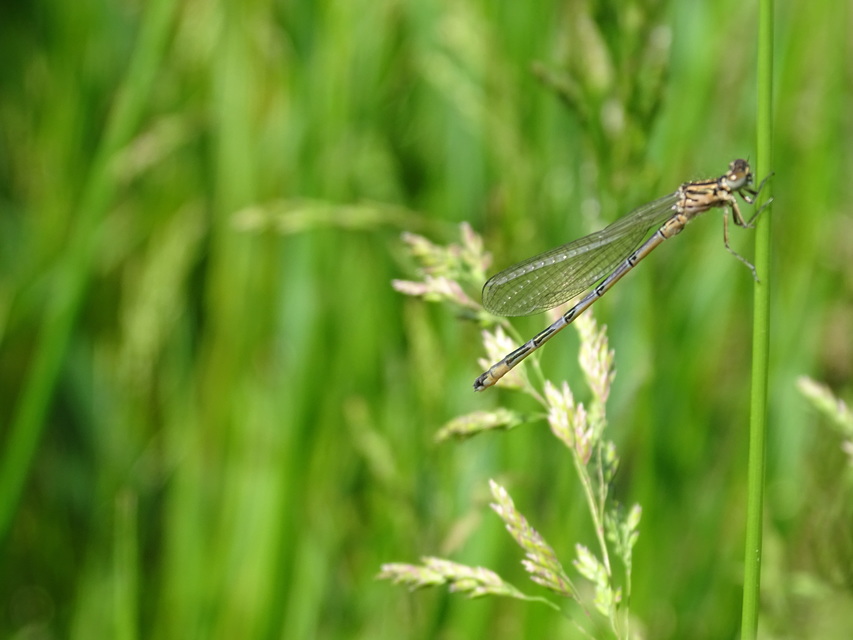 Coenagrion ornatum - díszes légivadász