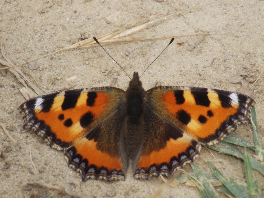 Nymphalis urticae - kis rókalepke