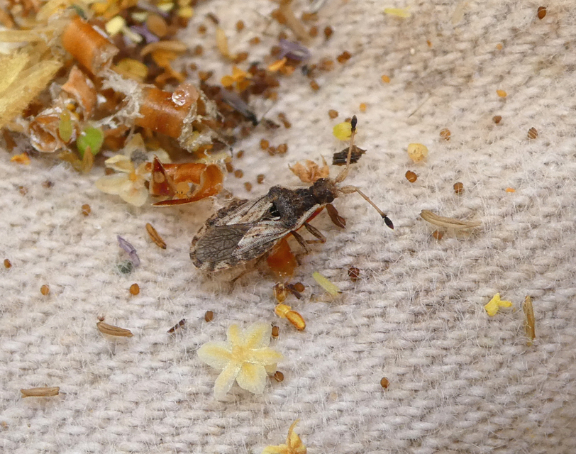 Spathocera tuberculata