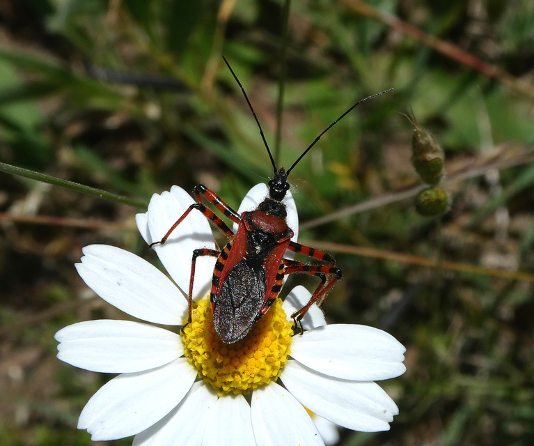 Rhynocoris iracundus - közönséges gyilkospoloska