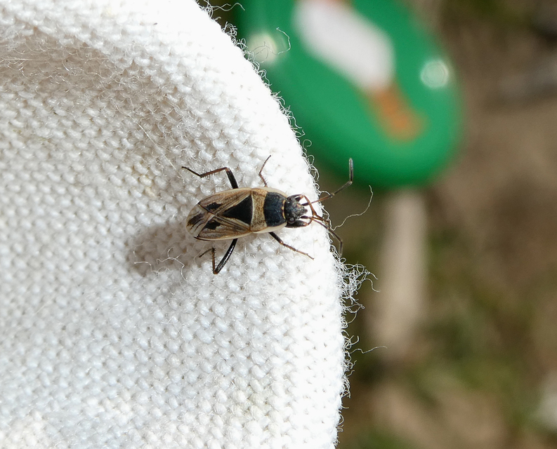 Xanthochilus quadratus - szegélyes díszesbodobács