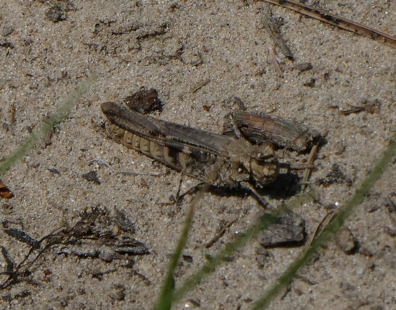 Acrotylus insubricus - önbeásósáska