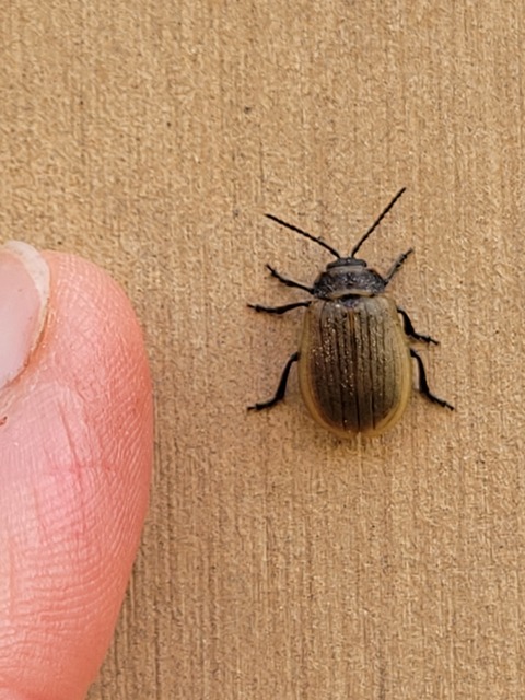 Galeruca pomonae - barna olajosbogár