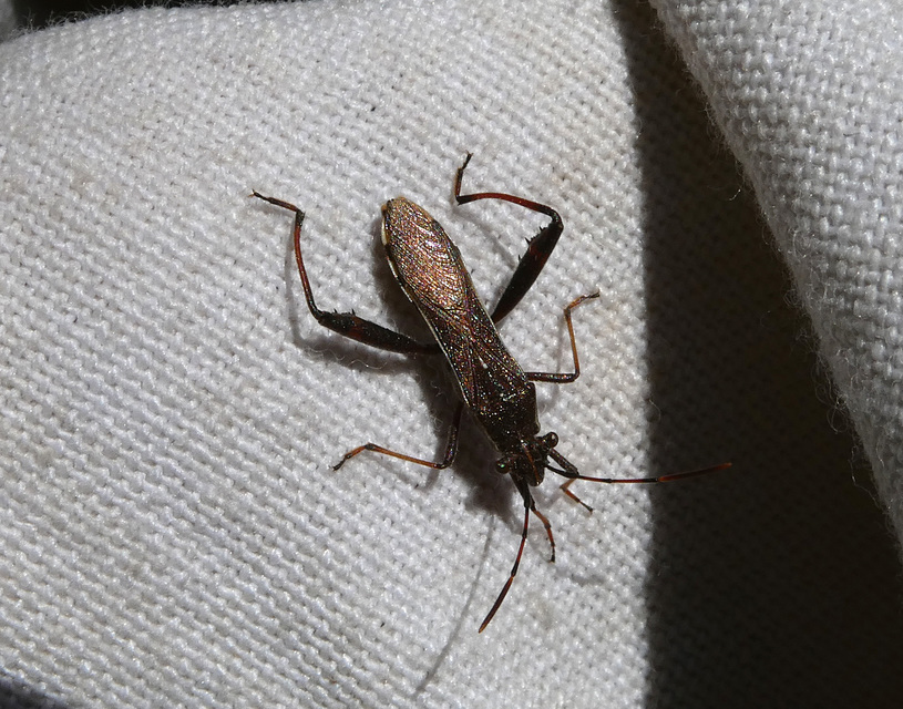Camptopus lateralis - görbelábú karimáspoloska
