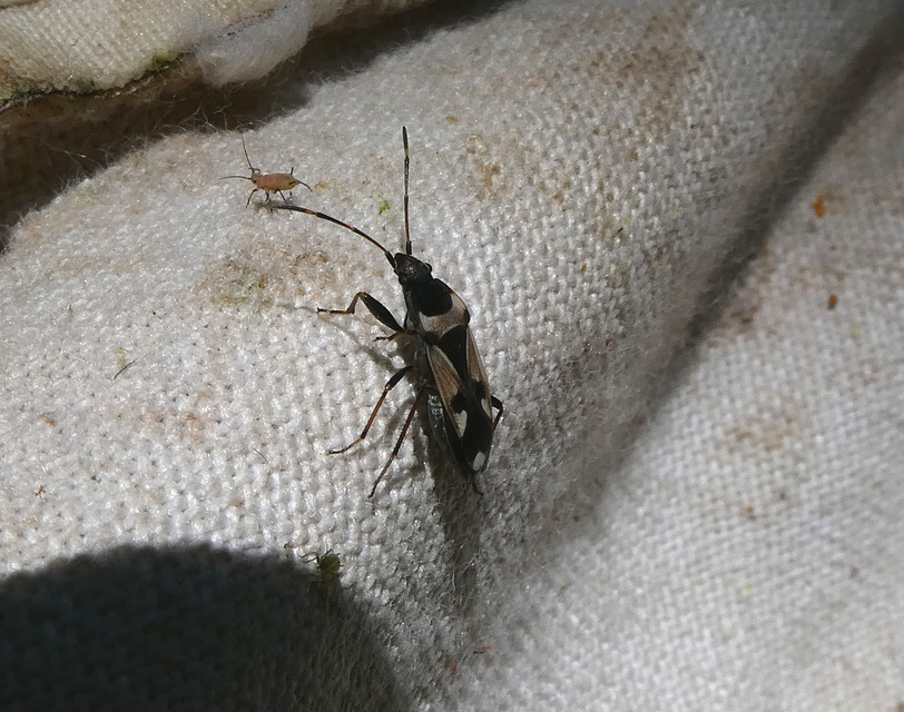 Raglius confusus