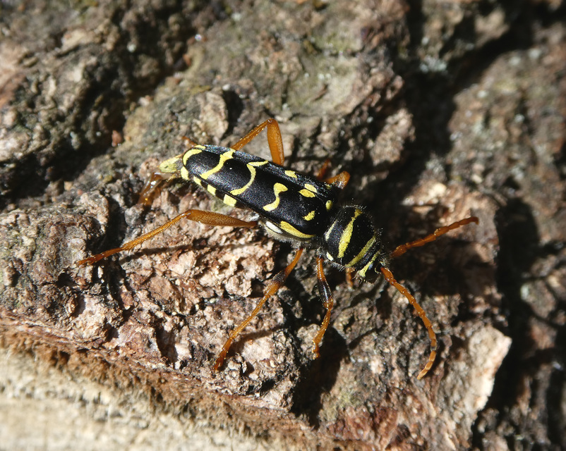 Plagionotus arcuatus - bársonyos darázscincér
