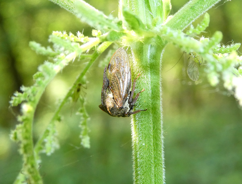 Centrotus cornutus - szarvaskabóca