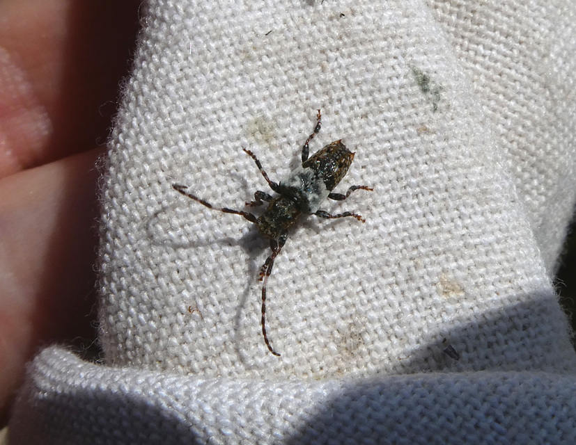 Pogonocherus hispidulus - négytövises ecsetcincér